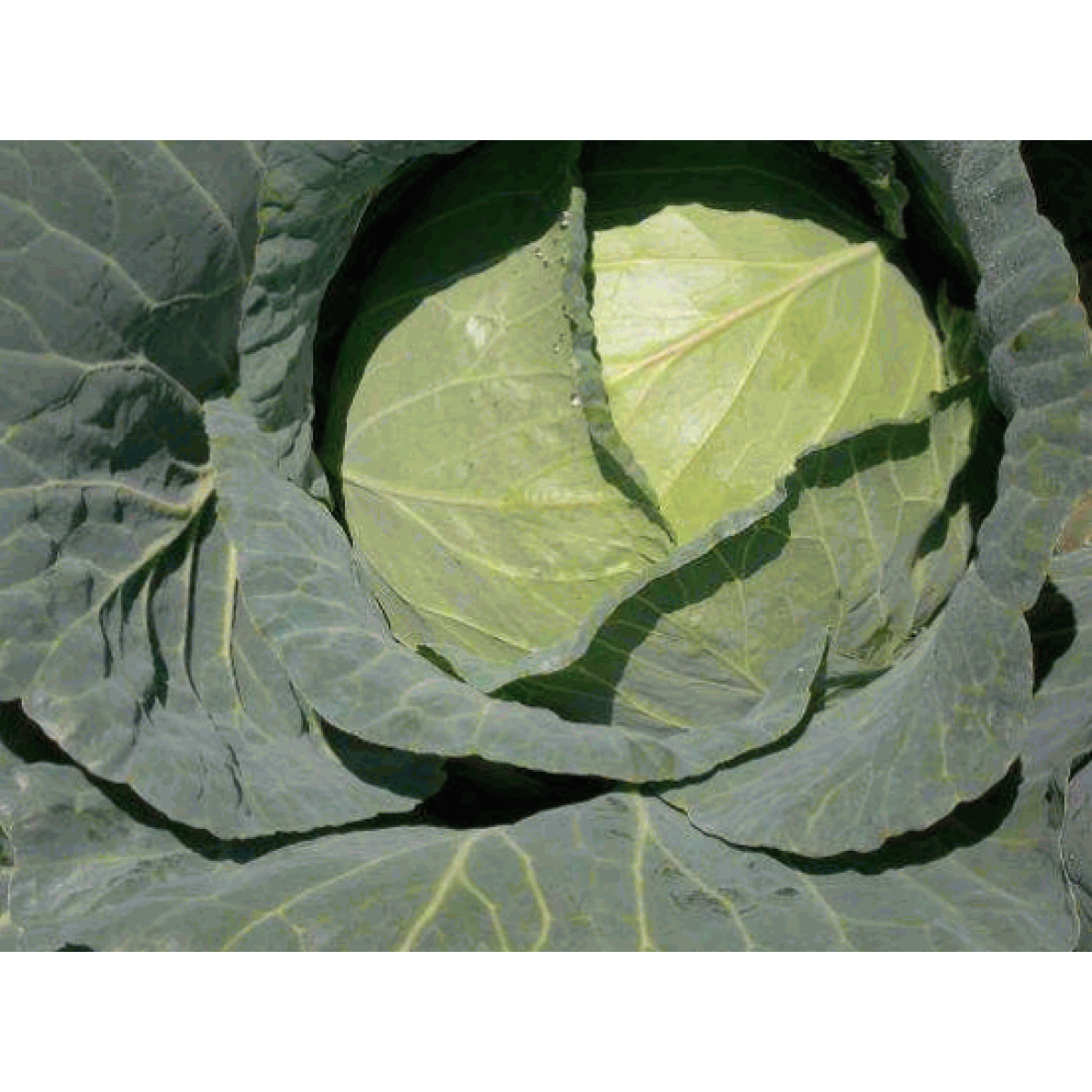 Cabbage Grandslam F1 availability!