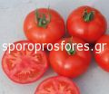 Tomatoes Vitellio F1