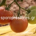 Tomatoes Alice F1