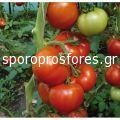 Tomatoes Benatar F1 (Lycopersicum esculentum Mill)