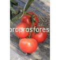 Tomatoes Buran F1 (Lycopersicum esculentum Mill)
