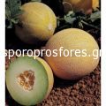 Melons Lavigal F1