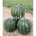 Watermelons Bonta (Bonta F1)
