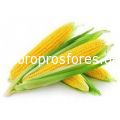 Sweet Corn GSS 8529 F1