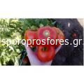Tomatoes Red Morning F1