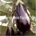 Eggplant La Traviata (Traviata F1)
