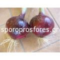 Onions Tropea (Tropea F1)