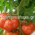 Tomatoes Velocity the F1 (Lycopersicum esculentum Mill)
