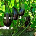 Eggplant Barcelona F1