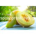 Melons Exelor F1