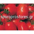 Tomatoes Galilea F1