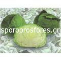 Cabbage Irodori F1