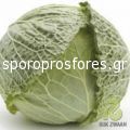 Cabbage Morama F1