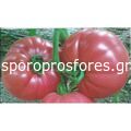 Tomatoes Pink Rock F1