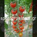 Tomatoes Shiren F1