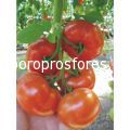 Tomatoes Signora F1