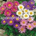 Σπόροι λουλουδιών Aster Alpinus Mix