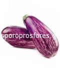 Eggplant RANIA F1