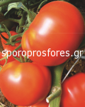 Tomatoes Roker VF