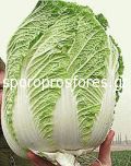 Chinese Cabbage Richi F1