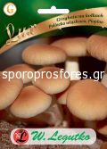 Mushrooms Velvet Pyopin / Agrocybe aegerita