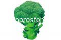Broccoli Samson F1