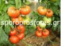 Tomatoes Attilio F1 (Lycopersicon esculentum)