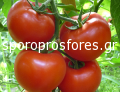Tomatoes Gravitet F1