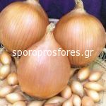 Onions Wolska