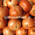 Onions Boretana