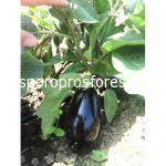 Eggplants Galin (Galine)