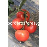Tomatoes Buran F1 (Lycopersicum esculentum Mill)