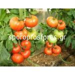 Tomatoes Silvestro F1 (Lycopersicon esculentum)