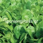 Spinach Apollo (Apolo F1)