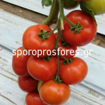 Tomatoes Bella the F1 (Lycopersicum esculentum Mill)