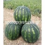 Watermelons Bonta (Bonta F1)