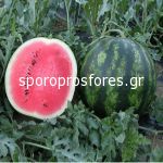 Watermelons Bostana F1