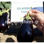 Eggplant Classic (Classic)