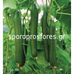 Cucumbers Delano F1 (Delano F1) (Cucumis sativus)