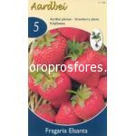 Strawberries Elsantha