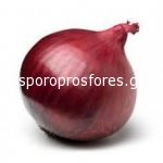 Onions Lily (Lilia)