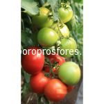 Tomatoes Mondial F1 (Lycopersicum esculentum Mill)