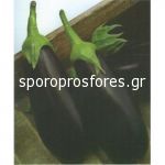 Eggplant Onyx (Onyx F1)