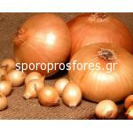 Onions year Shtutgarten