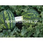Watermelon Romanza F1