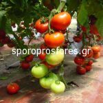 Tomatoes Wedel the F1 (Lycopersicum esculentum Mill)