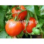 Tomatoes Velasco F1 (Lycopersicum esculentum Mill)