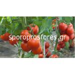 Tomatoes vanilla the F1 (Lycopersicum esculentum Mill)