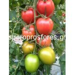 Tomatoes Morigami F1