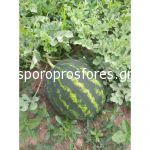 Watermelon Caliber F1